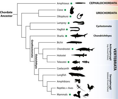 Frontiers | Editorial: New Approaches in Chordate and Vertebrate